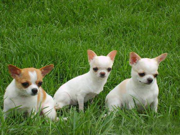 狗狗品种收集大全,收藏狗狗