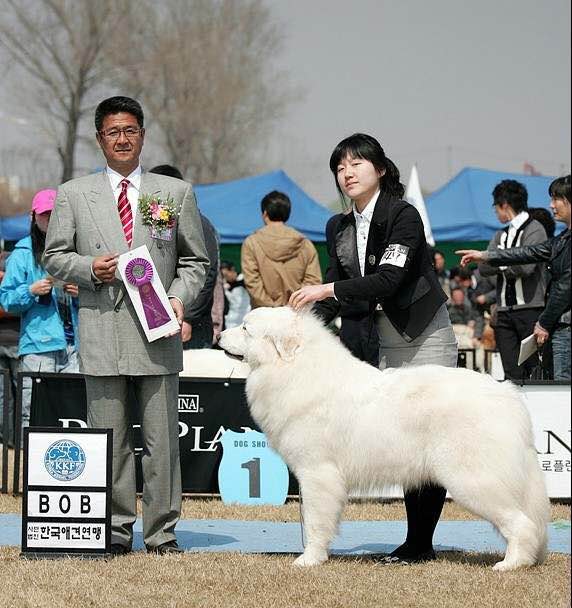 狗狗品种收集大全,收藏狗狗