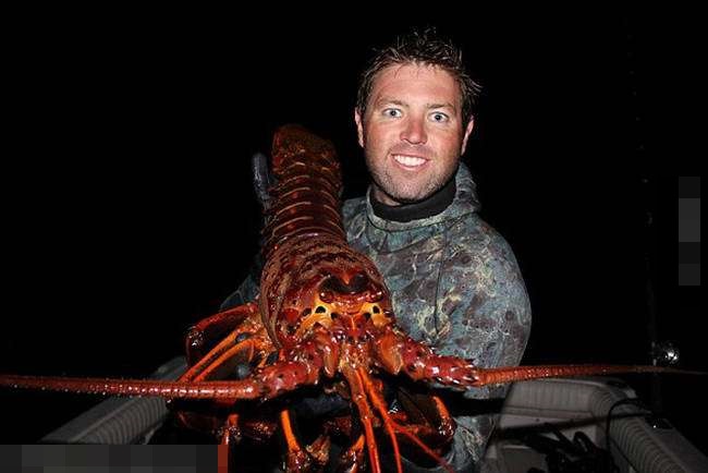 小龙虾和金毛犬,宠物巨型大龙虾