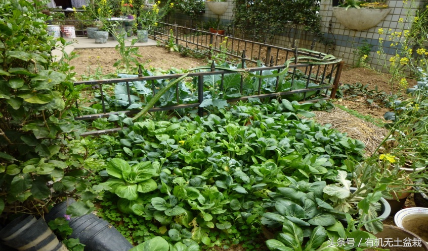 蔬菜高端大气的菜,蔬菜高端菜