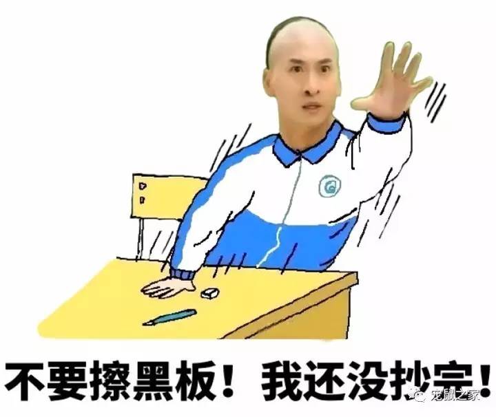 荷兰猪卖肉视频,又黑又大的荷兰猪