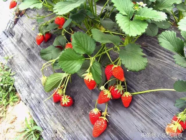 南京踏青赏梅乐享春光,赏梅园