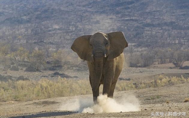 遇到危险动物需要注意什么,遇到危险动物怎么逃生
