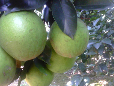 出现药害的农作物怎么补救,草莓药害的表现症状是什么