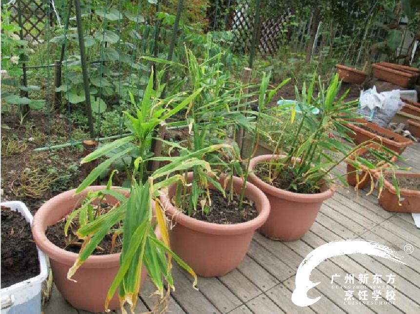 冬种萝卜夏种姜,秋冬季节怎样种姜