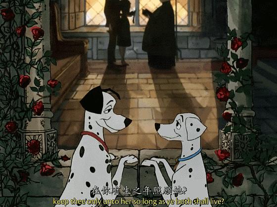 这些猫狗男女都爱看