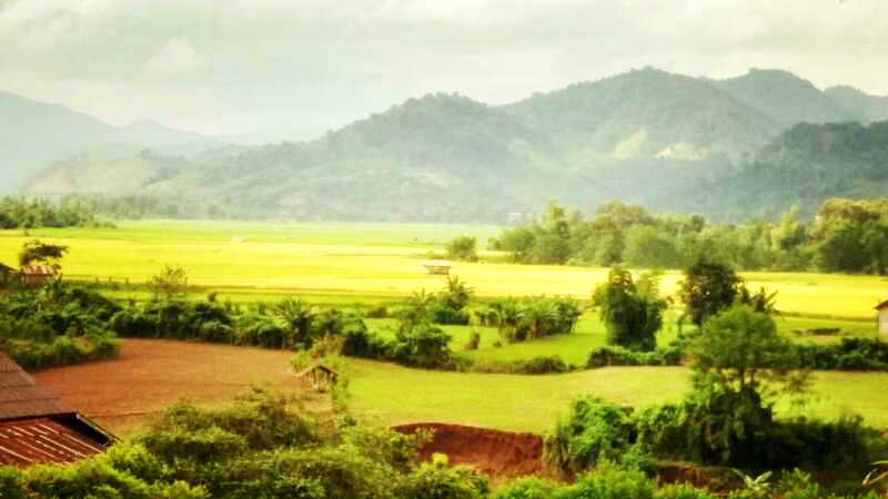 老挝街边的野生蜂蜜,老挝原始森林中纯天然野生蜂蜜