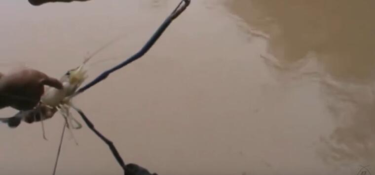 男子在河道钓龙虾,河里捕捉野虾视频