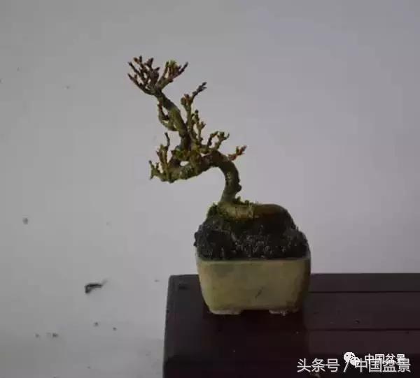 盆景知识与交流,养花知识大全小盆景