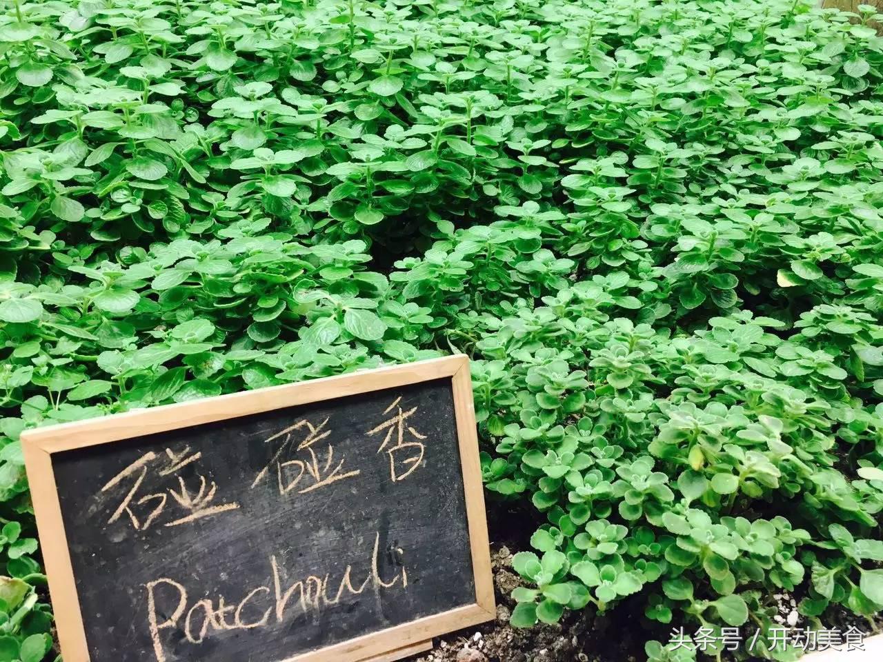 维密超模来到上海,维密天使来中国