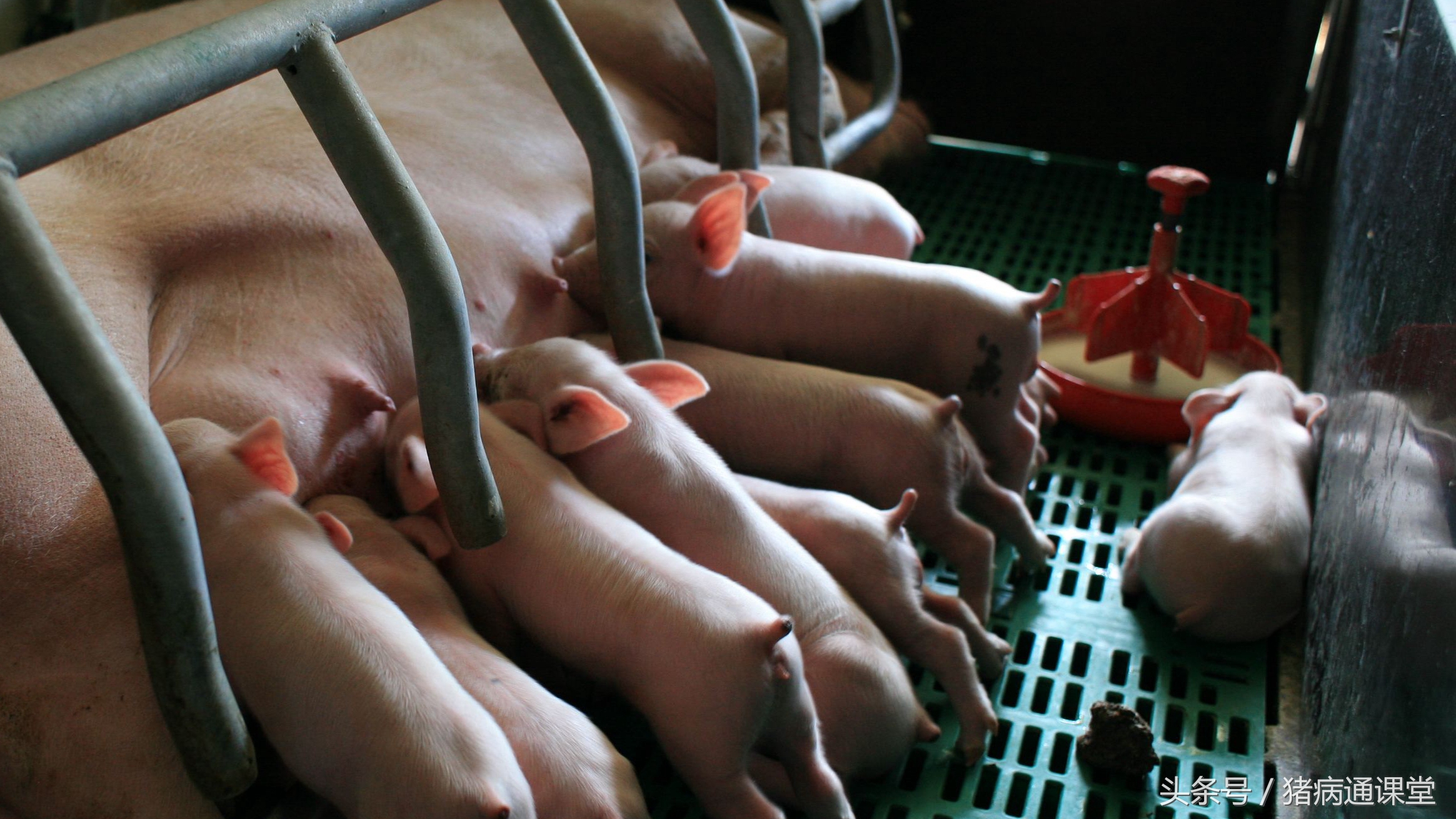 怎样给母猪冲洗子宫，冲洗液怎样配伍？