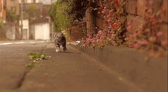 这些猫狗男女都爱看