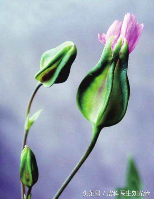 农村既能吃，又能活血通经的宝贝，你认识吗？