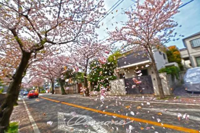 樱花短途旅行包大容量,樱花三月去踏青加长版