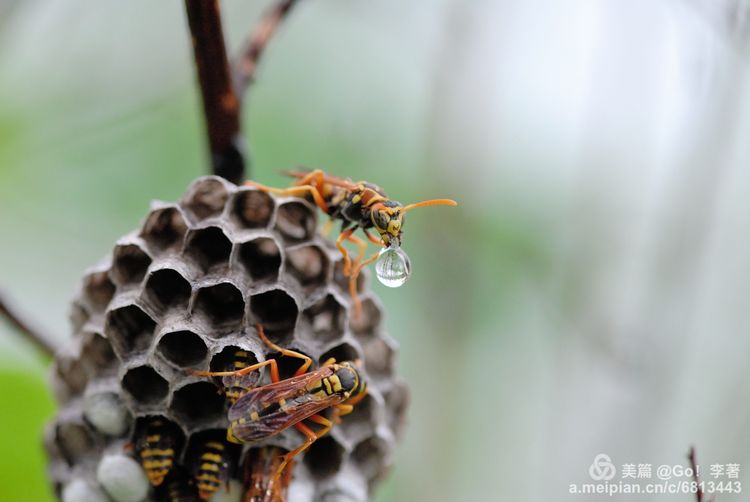 微距镜头下的昆虫视角,微距下的昆虫摄影
