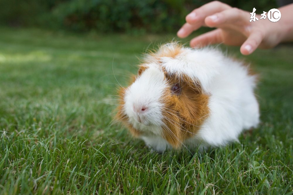 6岁孩子养宠物好处,6岁宝宝养宠物