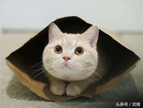 猫粮黑幕大揭秘,猫粮是不是骗局