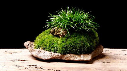 金钱菖蒲什么香味,从化金钱菖蒲