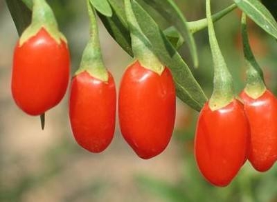 更年期了吃什么调理,更年期了吃啥药调理最好