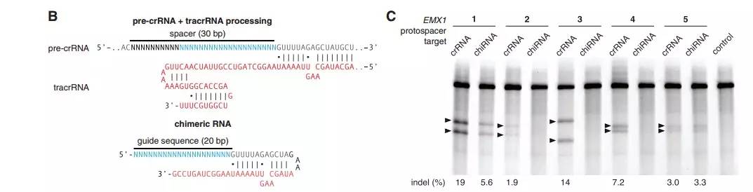 张锋基因编辑专利之争,张锋crispr