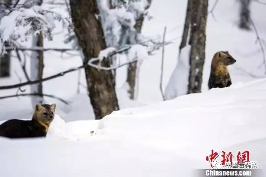 大学毕业生薪酬排行吉大月薪过万没？｜净水器哪家强？中消协告诉你！