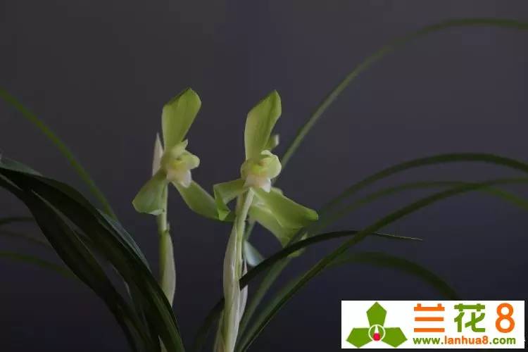 兰花的精神品格折服世人，兰花品性雅洁惹人怜爱