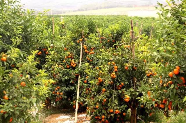 南宁适合春游前十个地方,南宁踏青去哪儿