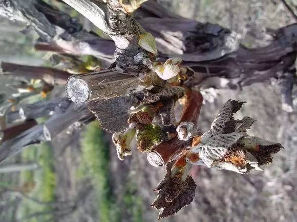 葡萄冻害春天不发芽怎么办,葡萄冷藏过程的冻害表现