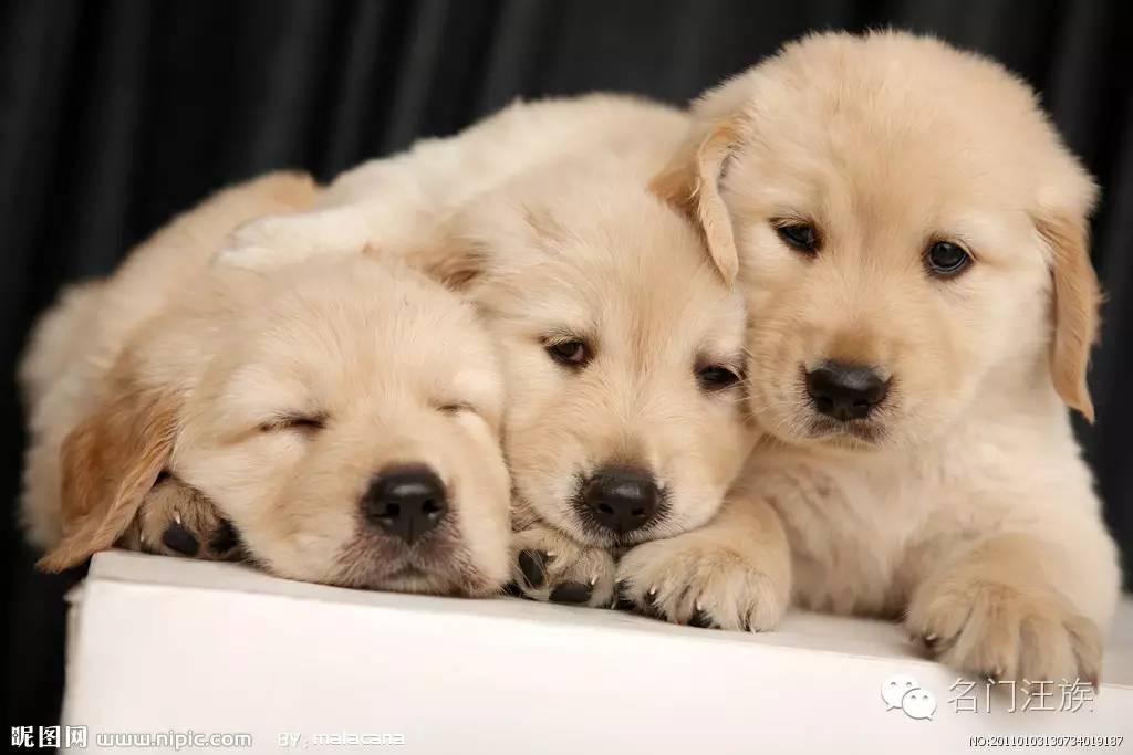 汪汪队狗狗怀孕,汪汪队狗狗怀孕的样子