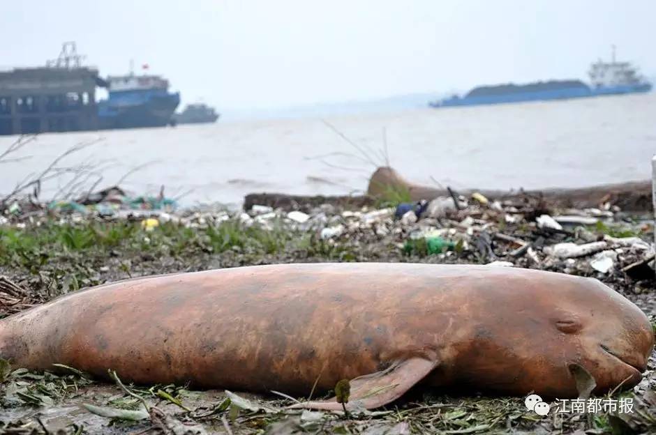 疼！一个铁钩，钩住的是全人类的的心