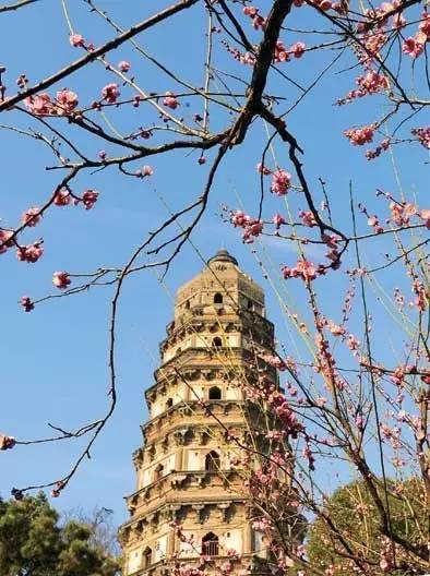 苏州园区赏梅攻略,何时去苏州赏梅最佳