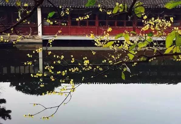 苏州园区赏梅攻略,何时去苏州赏梅最佳