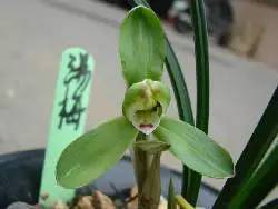 兰花资料卡,兰花资料简介