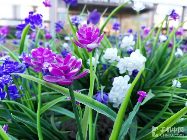 华为p10徕卡样张,华为p10徕卡镜头是什么