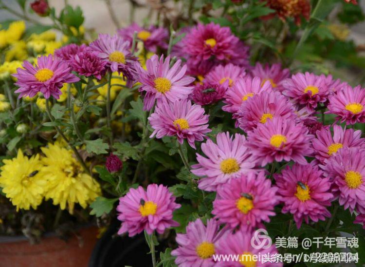 永远的余子店——文/刘宏冰