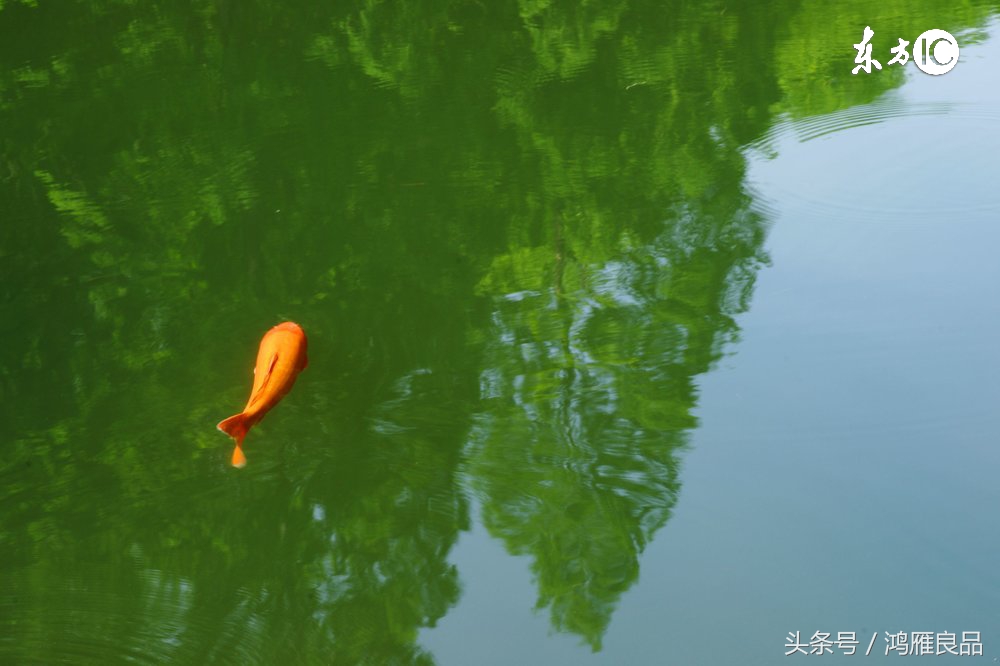 鲤鱼谷物类饵料 (钓鲤鱼谷物香鱼饵推荐)