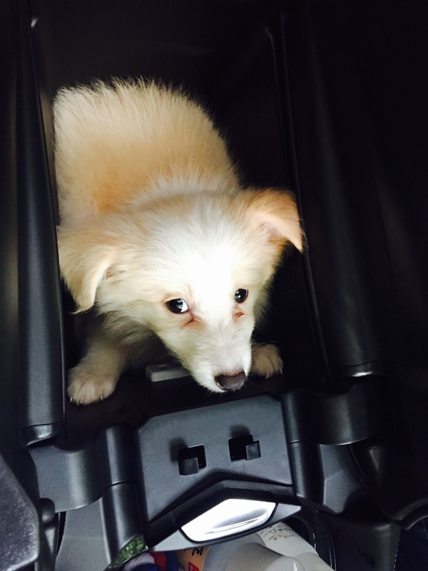 边牧这种狗到底有多聪明,边牧的智商真的有6-8岁那么高吗