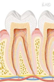 正畸力量过大牙齿一度松动怎么办,正畸引起的牙齿松动能恢复吗