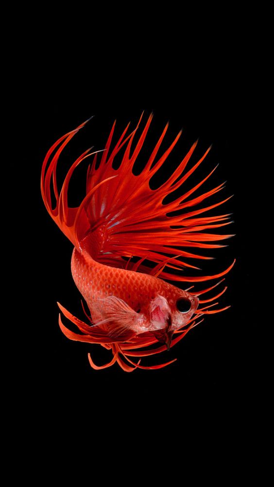 最漂亮的泰国斗鱼有哪些,超级漂亮泰国斗鱼