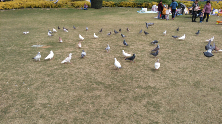 厦门筼筜湖全景,厦门筼筜湖最好的地方