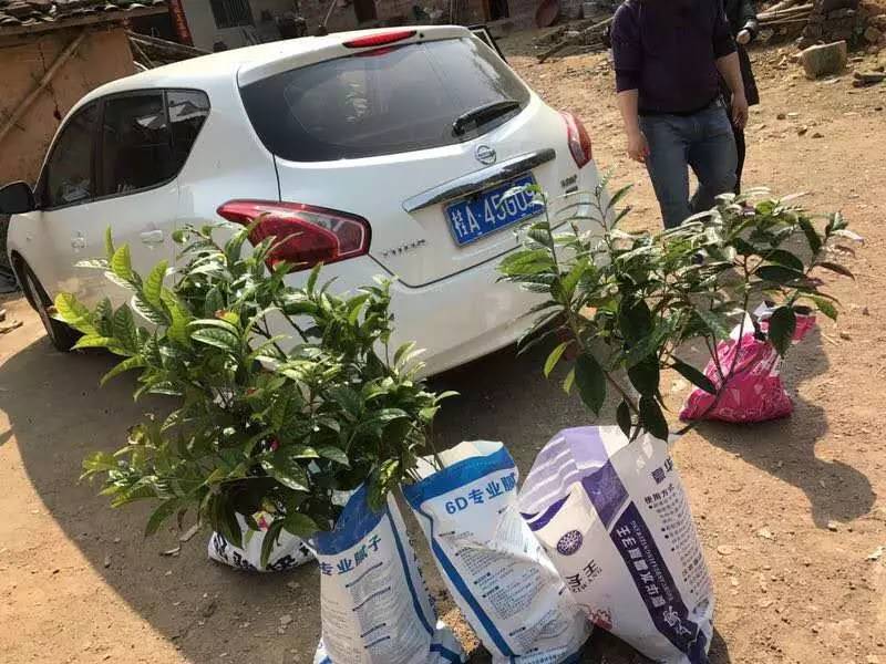 金花节开幕式,以花为媒非遗绽放花博会