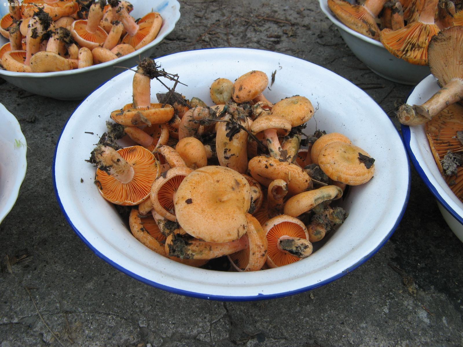 一种抗肉瘤、治糖尿病、美颜的菌菇,只有特定的月份里才有哦