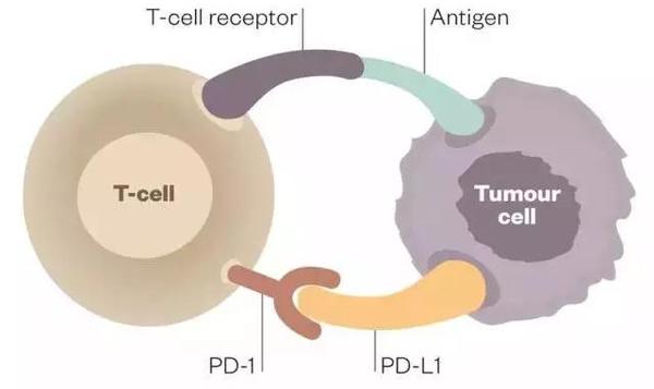 香港pdl1一支药的价格,香港同仁堂可以买到参苓白术丸吗