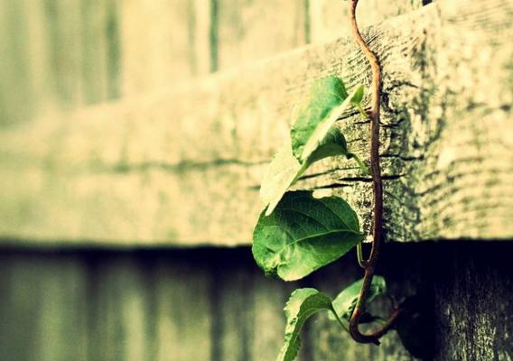 杀生的七大禁忌,这7种情况不能杀生