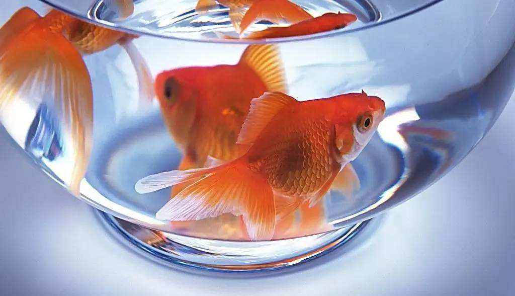 最新鱼缸养什么鱼对风水最好,鱼缸养几条鱼最好风水介绍