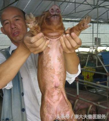 猪肾病皮炎治疗,猪肾病皮炎综合症状