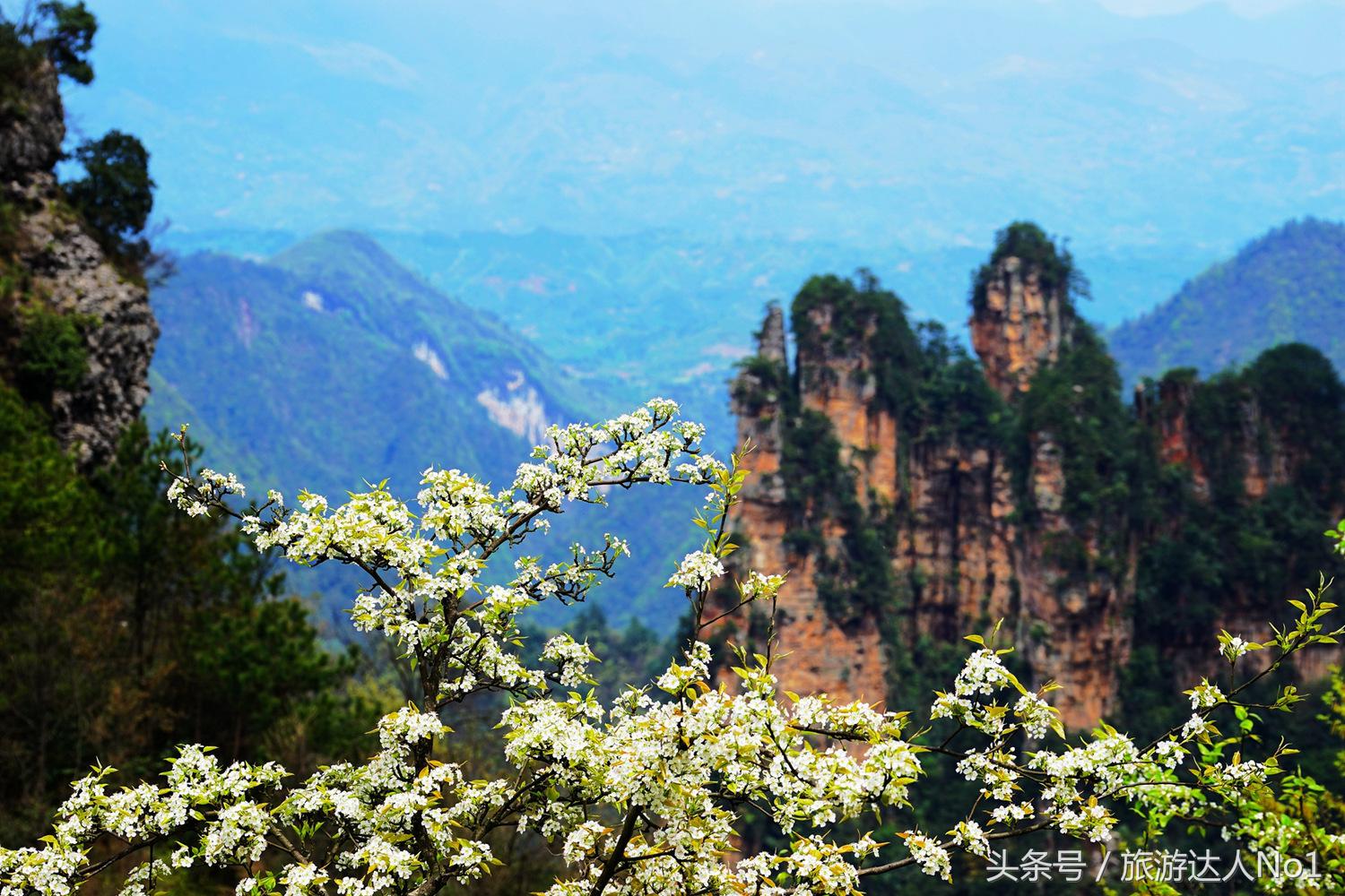 游记张家界8天旅游详细攻略,张家界天门山森林公园美景游记