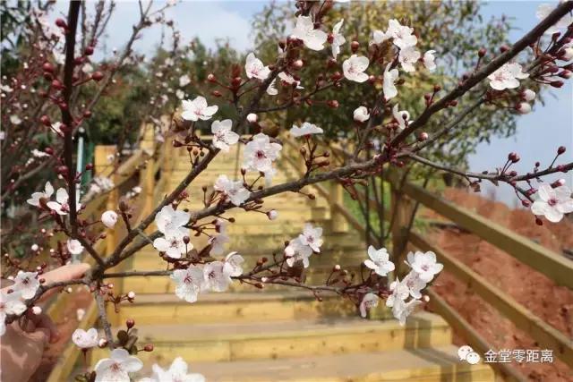 金堂官仓玉皇山门票免费吗,金堂官仓玉皇山养生谷