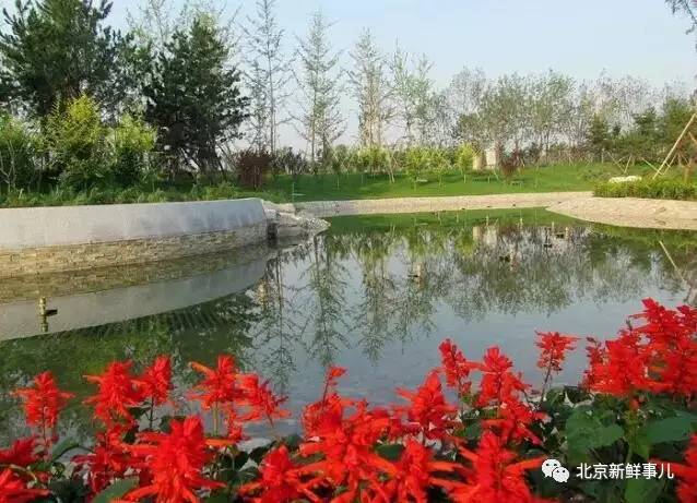 北京最美赏花公园在哪,北京赏花公园景点推荐