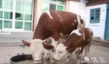 牛缺硒一般治疗多少天,缺硒会导致哪些疾病的发生